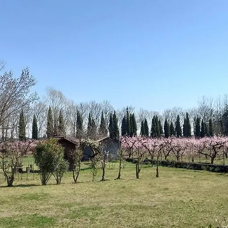 Principesca فيلة
