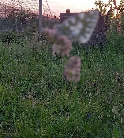Vila Principesca *